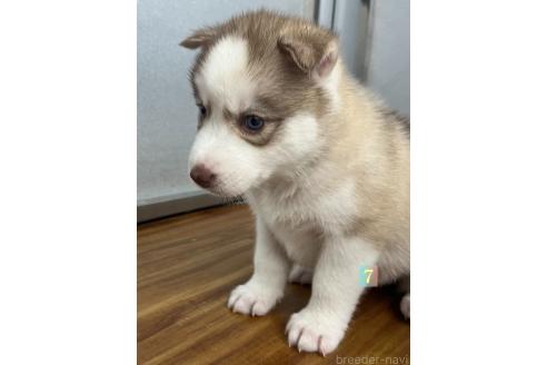 成約済の青森県のシベリアンハスキー-385008の12枚目